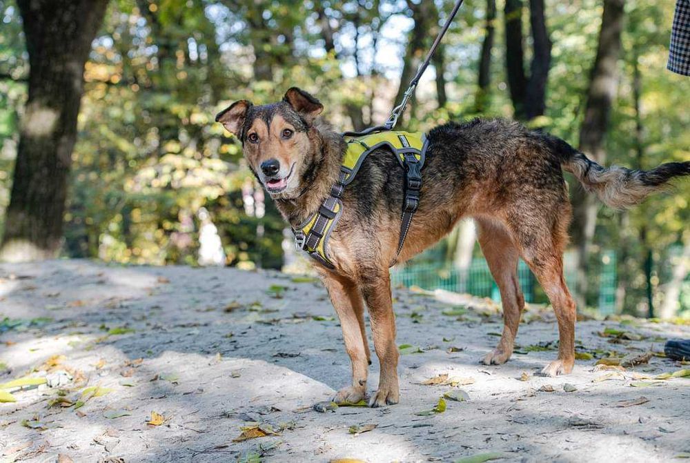 Молода красива собака добра хазяйка своєї території. Активна енергійна