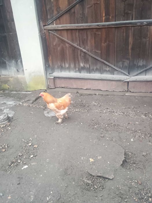 Sprzedam jednego z kogutów Brahmy widocznym na zdjeciach