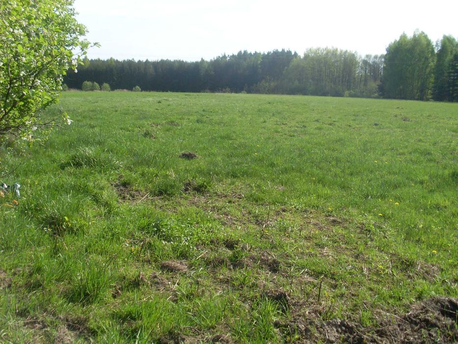 Działka 1.18 ha pod Mszczonowem | WZ | 25 zł/m2 - Widok 4