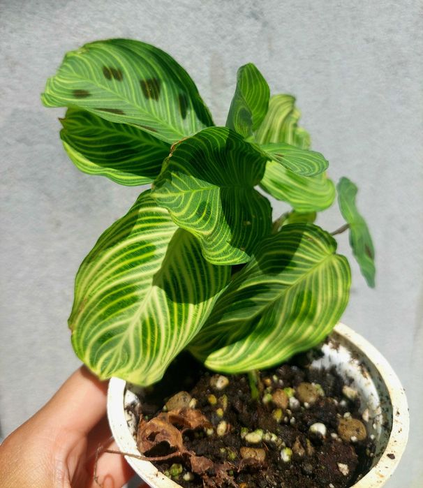Planta Maranta Light Veins