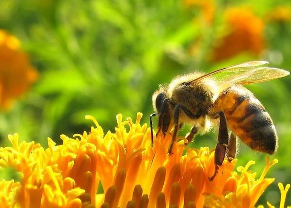 Miód mniszkowy sezon 2025