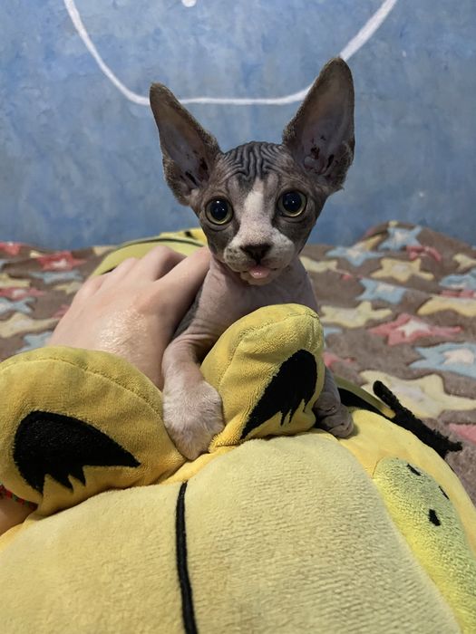 Кошенята сфінкс/котята сфинкс
