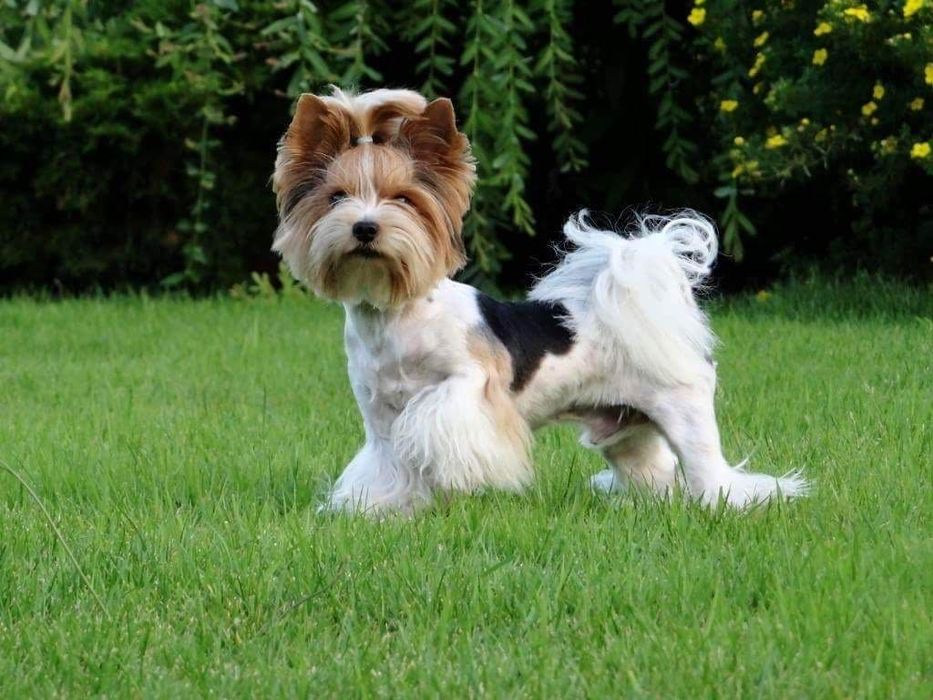 RIO York Biewer do odbioru, rodowód szczepienia