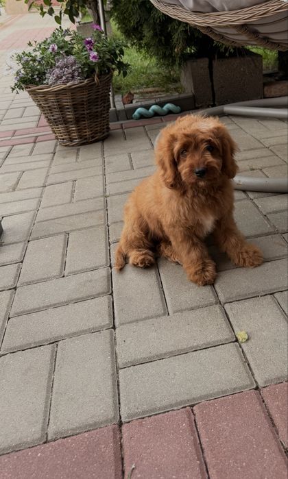 Cavapoo chłopak misiaki