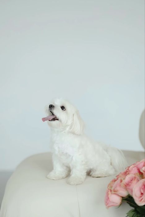 Мальтезе шукає наречену