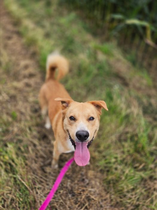 Piękny psiak do adopcji!
