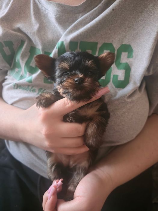 Yorkshire terrier suczka