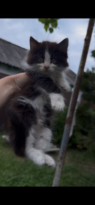 Дарю кошку 2 месяца, котенок девочка
