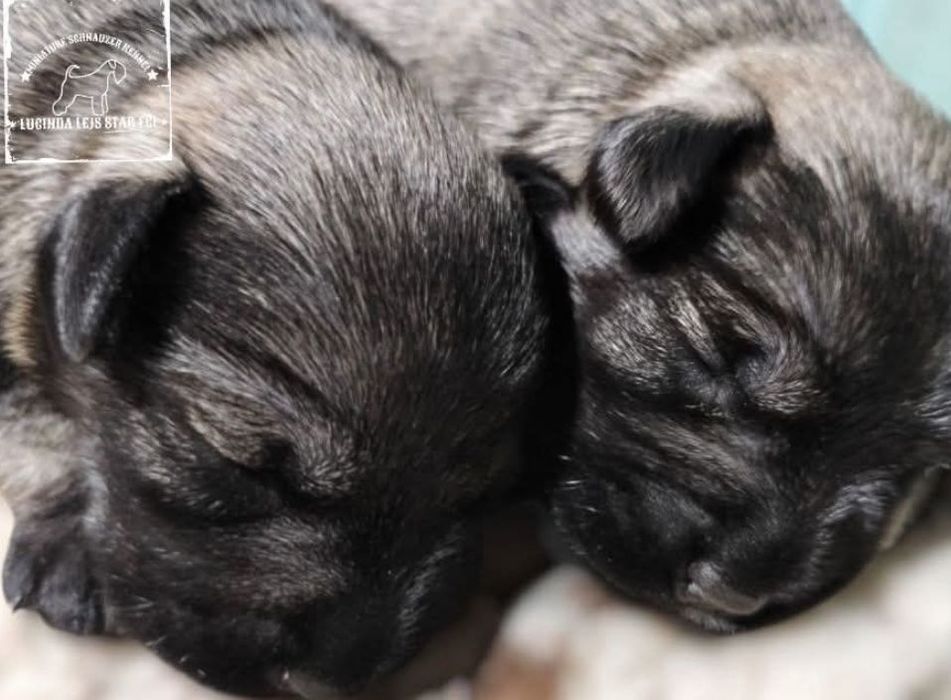 Sznaucer miniaturowy pieprz i sól