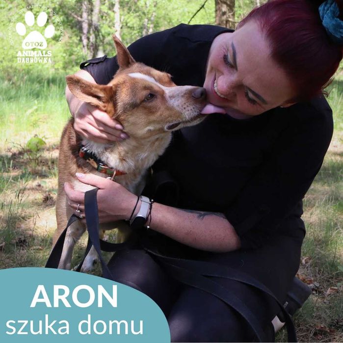 Aron szuka domu!