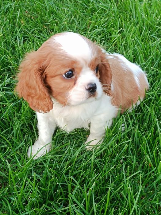 Cavaljer King Charles Spaniel (Piesek)