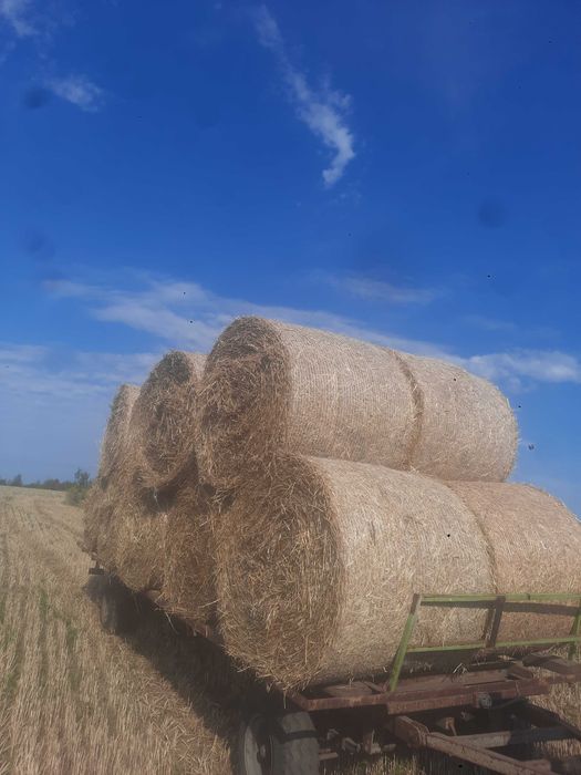 Słoma w balotach 130