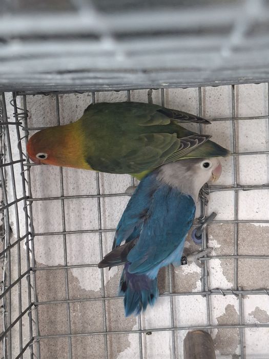 Casais Agapornis fichers