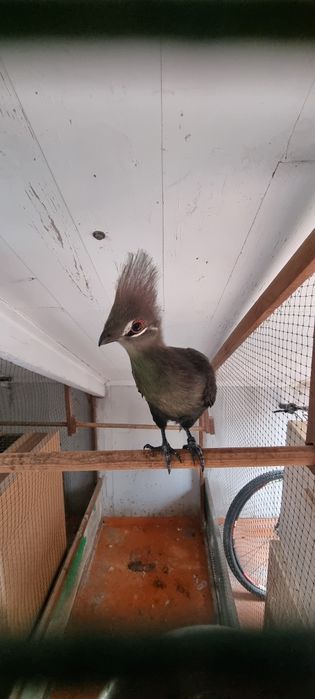 Turaco persa persa