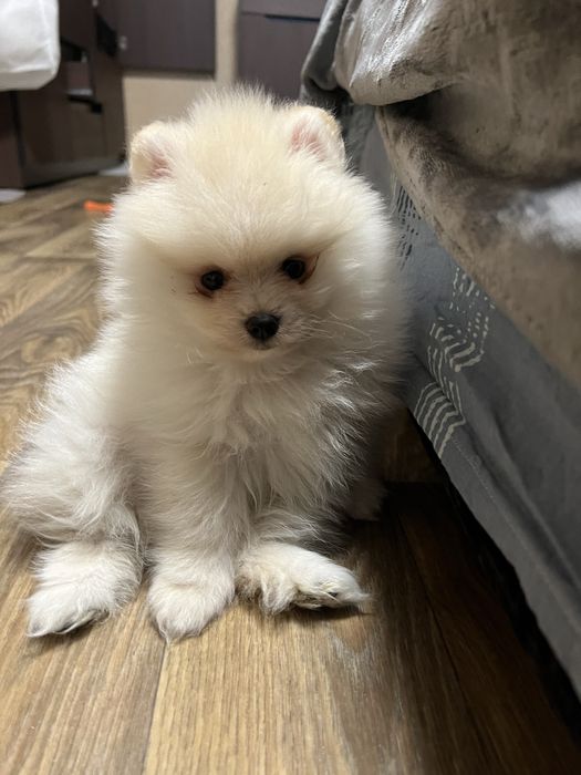 Пропонуємо вʼязку (случка шпица) кремовий померанський шпіц