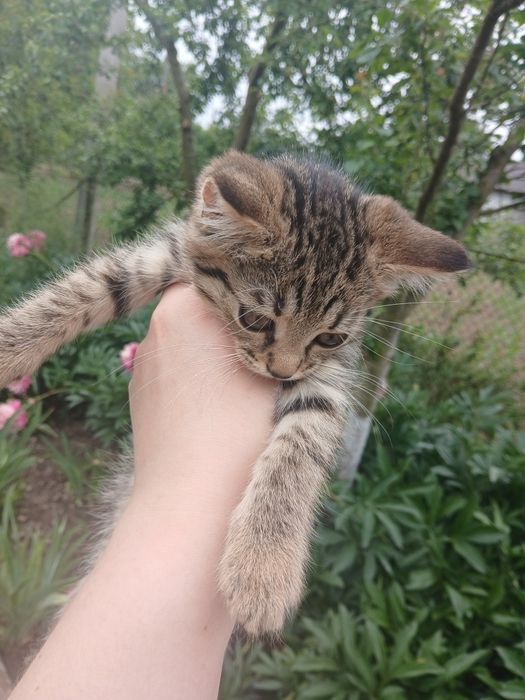 Віддам кошеня в добрі руки