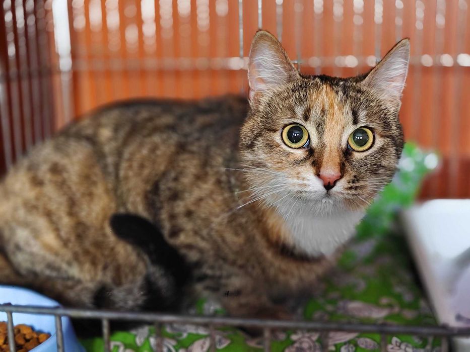 Киці, коти. Ніжна та добра Варєчка, 9 м. потребує швидко дім!