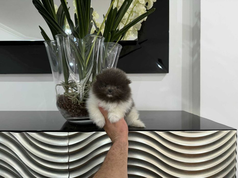 Spitz Anão e/ou Lulu da Pomerânia FEMEA BRANCA E AZUL com LOP e AFIXO