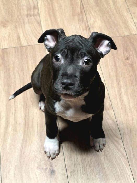 American Staffordshire Terrier