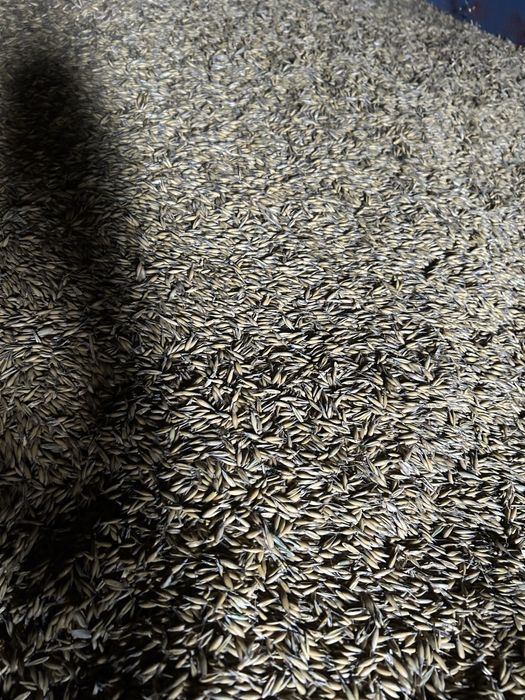 Zboże pszenica owies jęczmień kukurydza