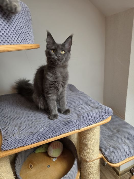 Niebieska dymna koteczka Maine coon