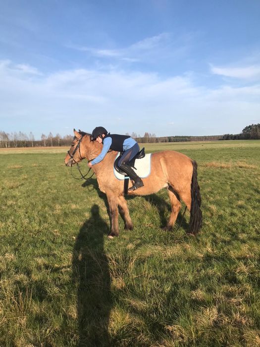 Sprzedam konia wałach 7 lar