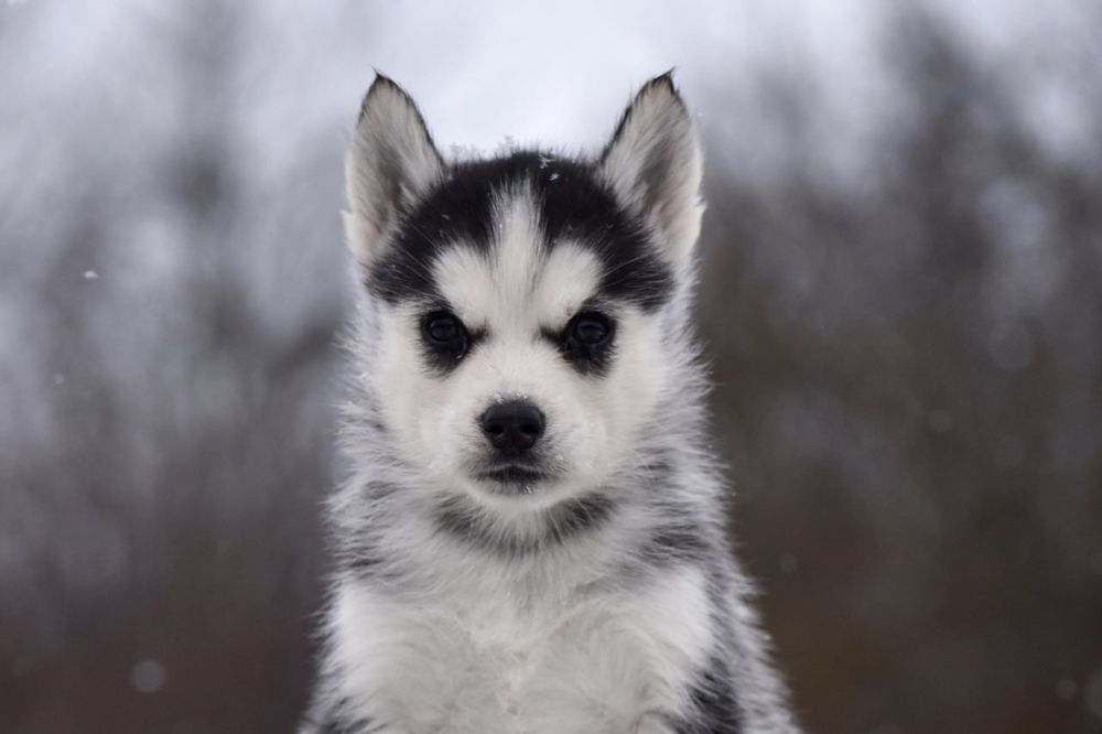 Дівчинка сибірський хаскі