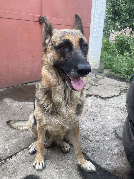 Продам цуценят Німецької вівчарки Умань