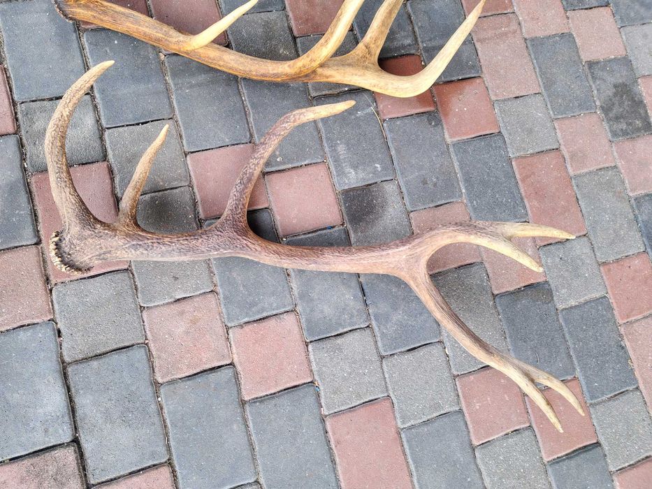 Poroże Rogi Zrzuty 10.2 kg