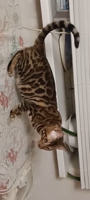 Продам шикарного бенгалского молодого котика  12 месяцев с родословной