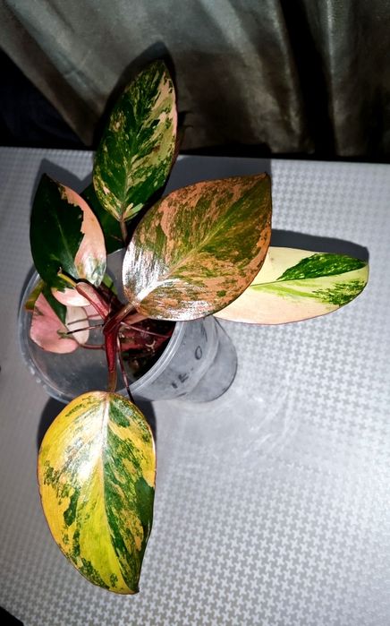 Rar!  Philodendron Fire Princess ( Tricolour) Філодендрон