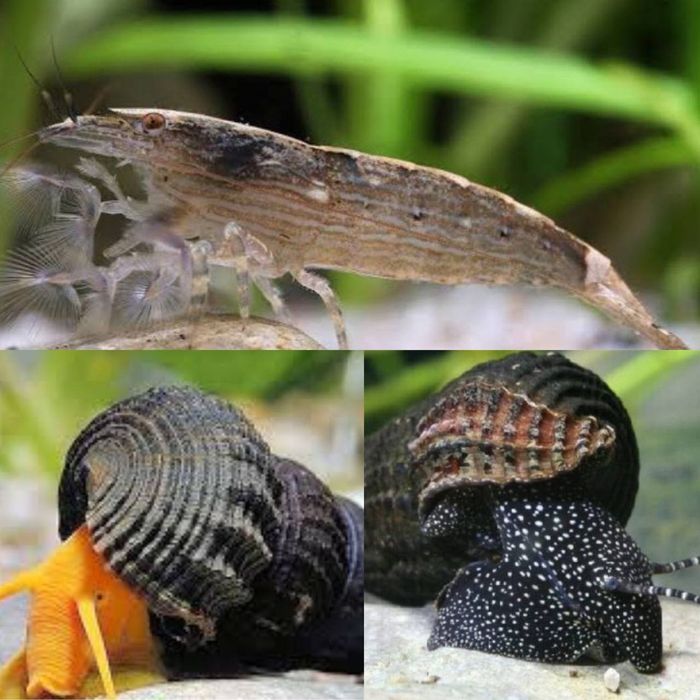 Продажа экзотической рыбы