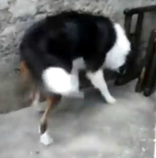 Border collie xx  fofo