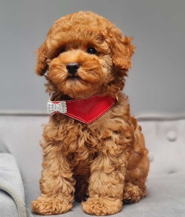 Pudel toy piesek płowy