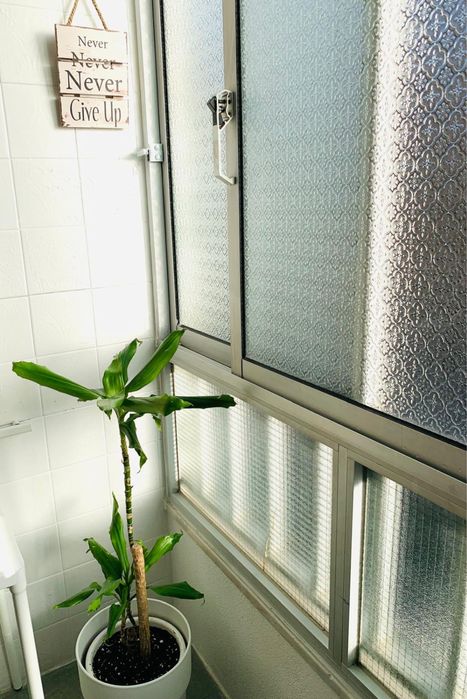 Dracaena fragrans, planta de interior robusta