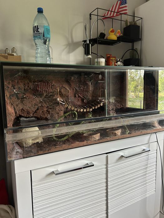 Terrarium duże z gekonem lamparcim