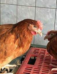Kury nioski ROSA Kolorowe z odchowalni drobiu .Dowóz na całą Polske