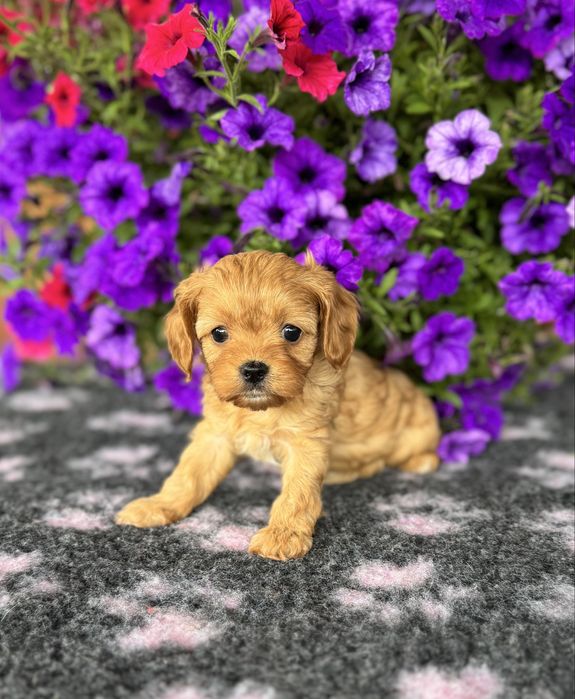 Cavapoo - dziewczynka