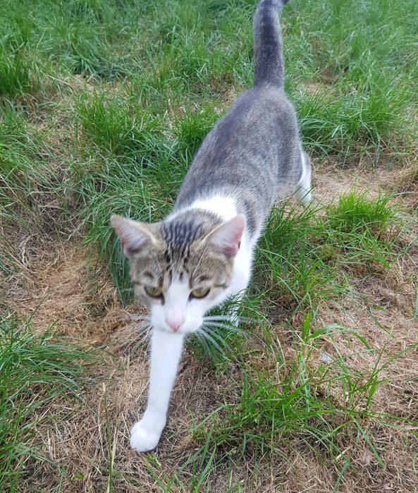 Miluś kocurek do adopcji