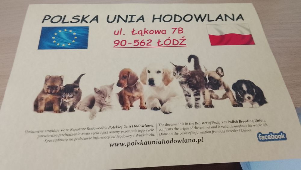 Owczarek niemiecki