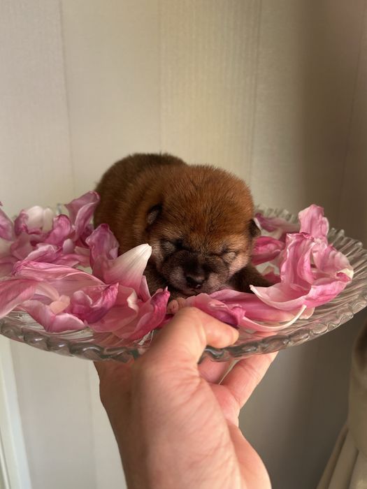 Маленьке щастя. Шиба іну, Сіба іну. FCI