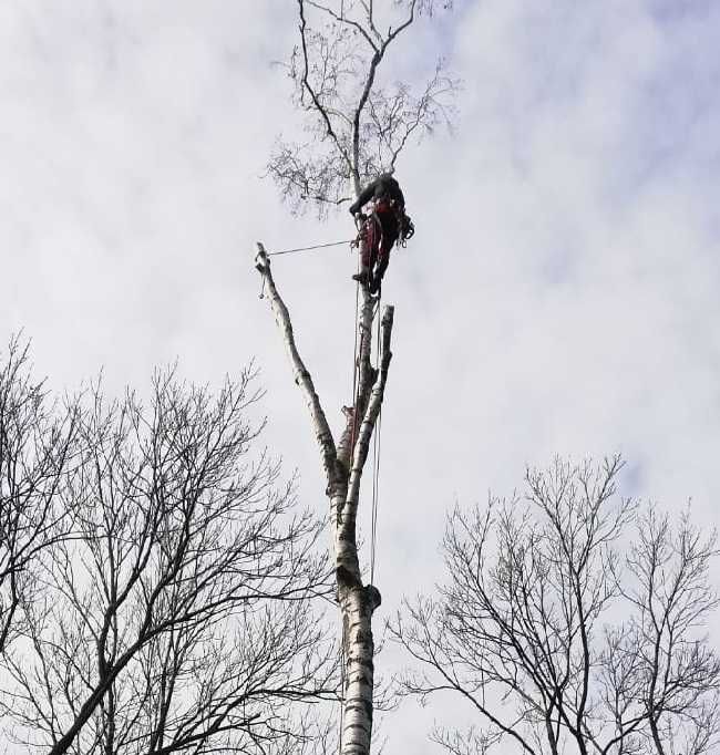 wycinka drzew, pielęgnacja drzew, utylizacja, frezowanie pni, CAŁY ROK