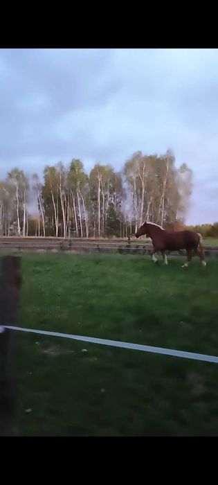 Klacz zimnokrwista źrebna  konie