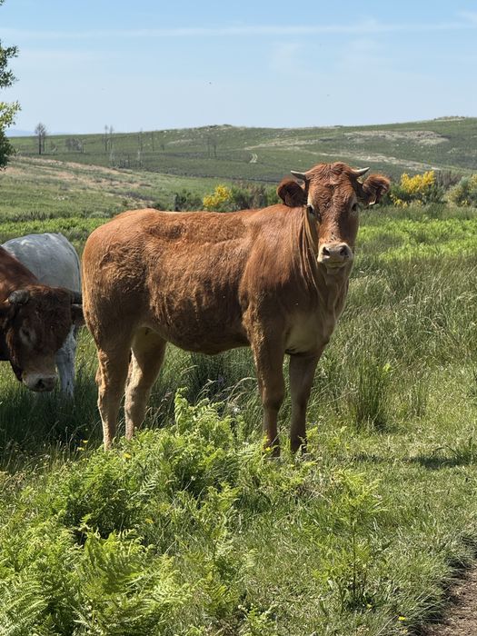 Novilhas entre os 10 e dezasseis meses para venda