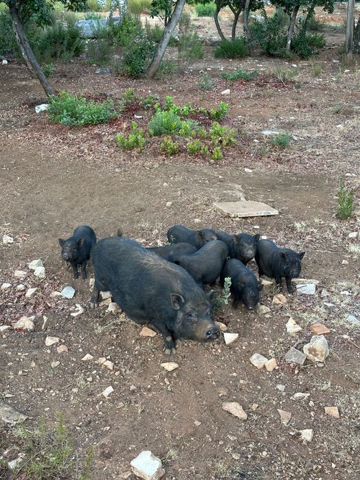 Porquinhos vietnamitas