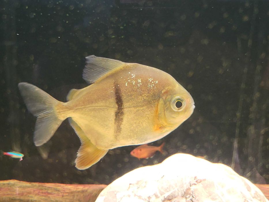 Płaskoboki fasciatus i schombrugkki