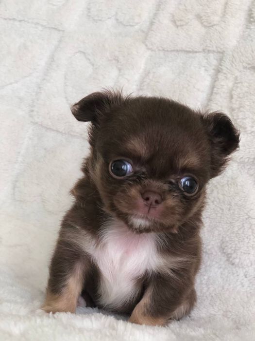 Шоколадна міні дівчинка чіхуахуа