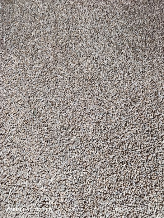 Sprzedam owies, jeczmień, pszenicę, groch