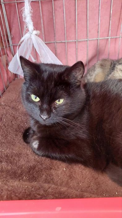 Кошечки срочно ищут дом