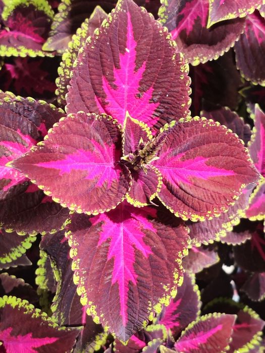 Pokrzywa ozdobna  koleus